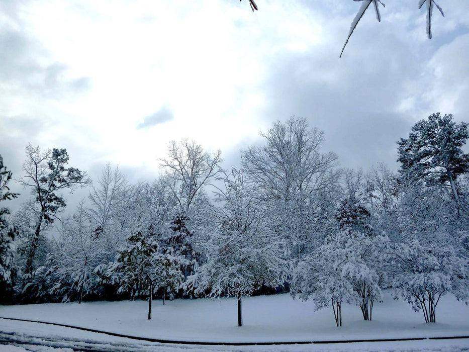 Snow Blankets